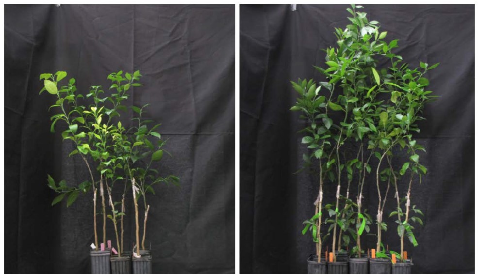 POLYON® - Nutrient Overdose Greenhouse Study